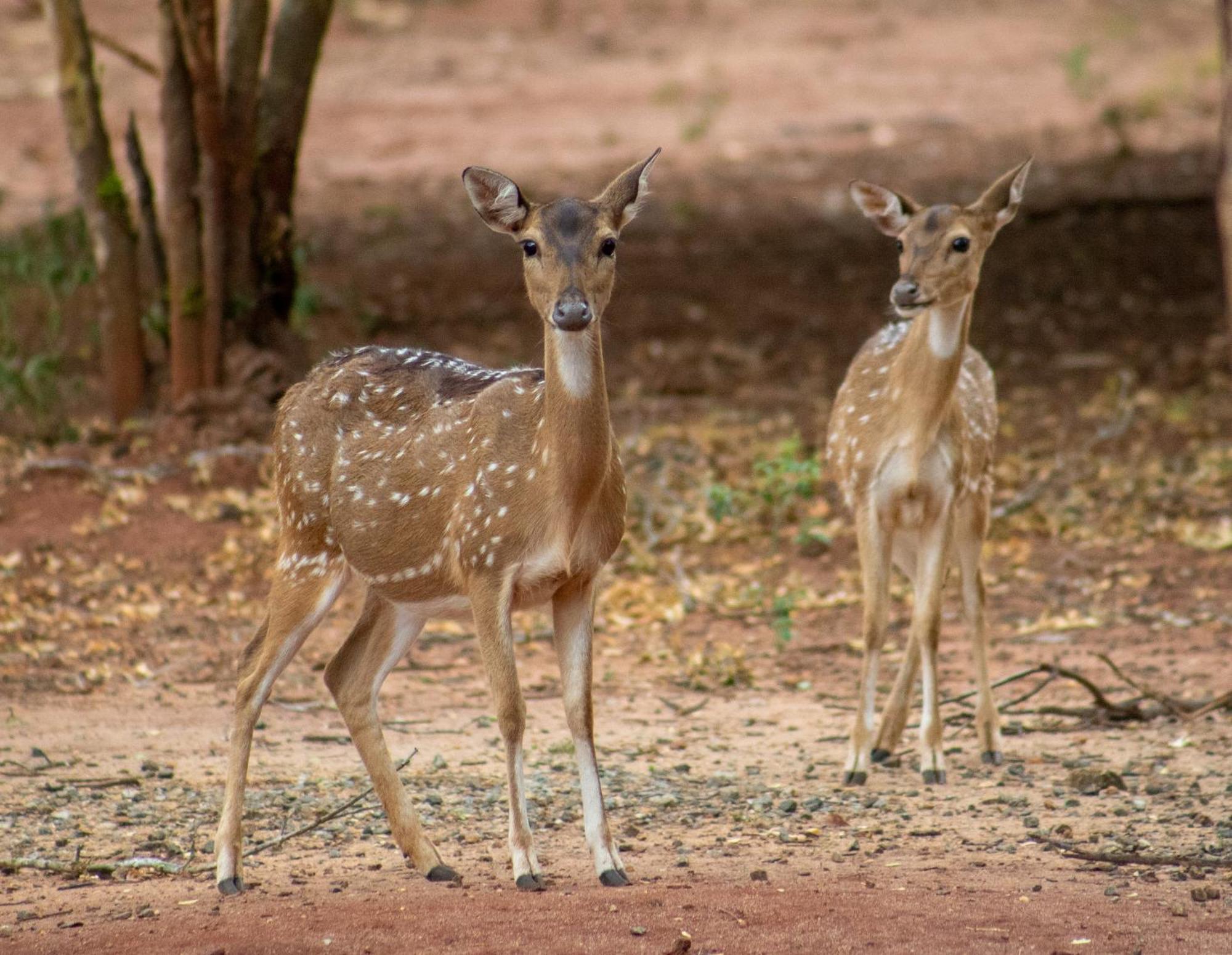 Yala Eco Bush Camp 호텔 외부 사진